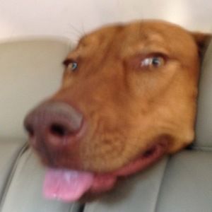 Meet your Posher, Jordan